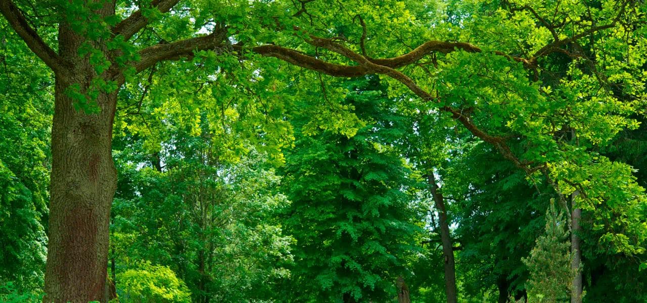 Green Campaign Background